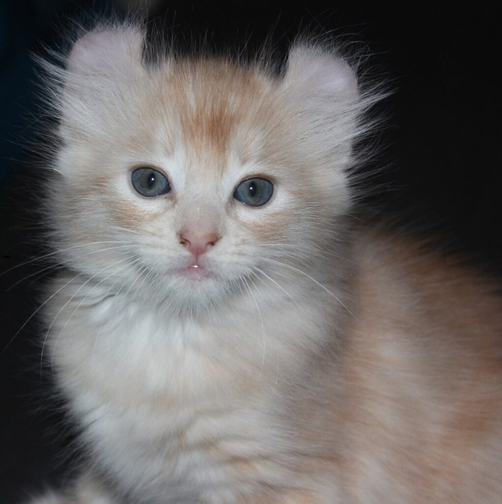 American Curl