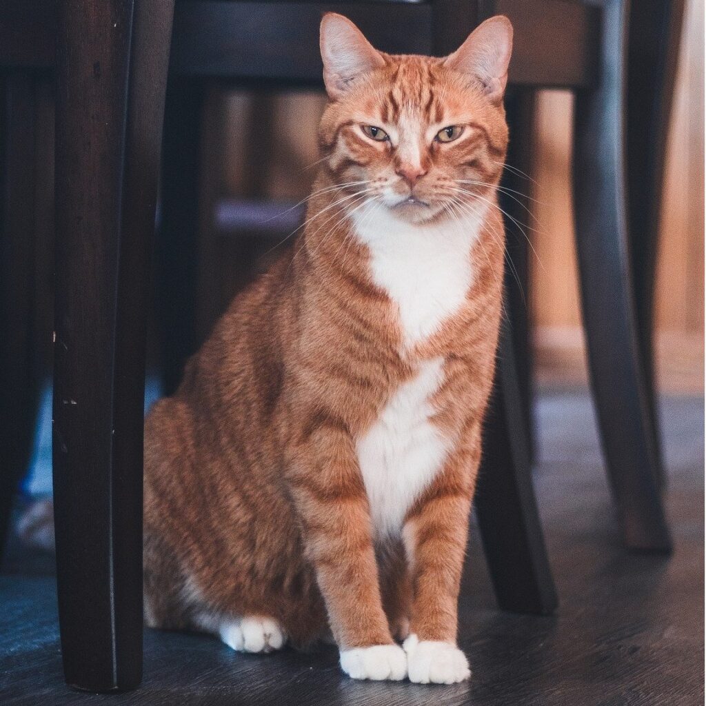 American Wirehair Cat Breed